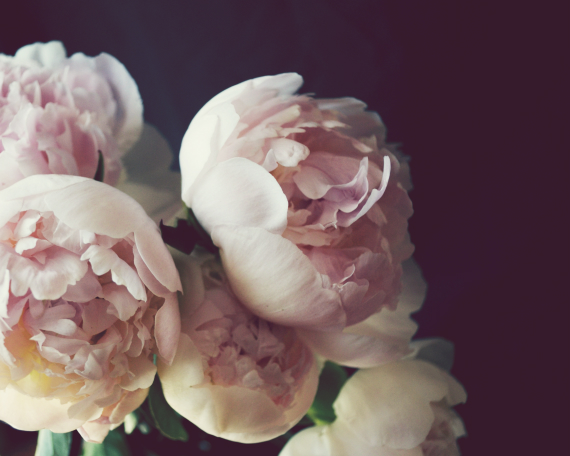 peony+flowers+gg++(123).jpg