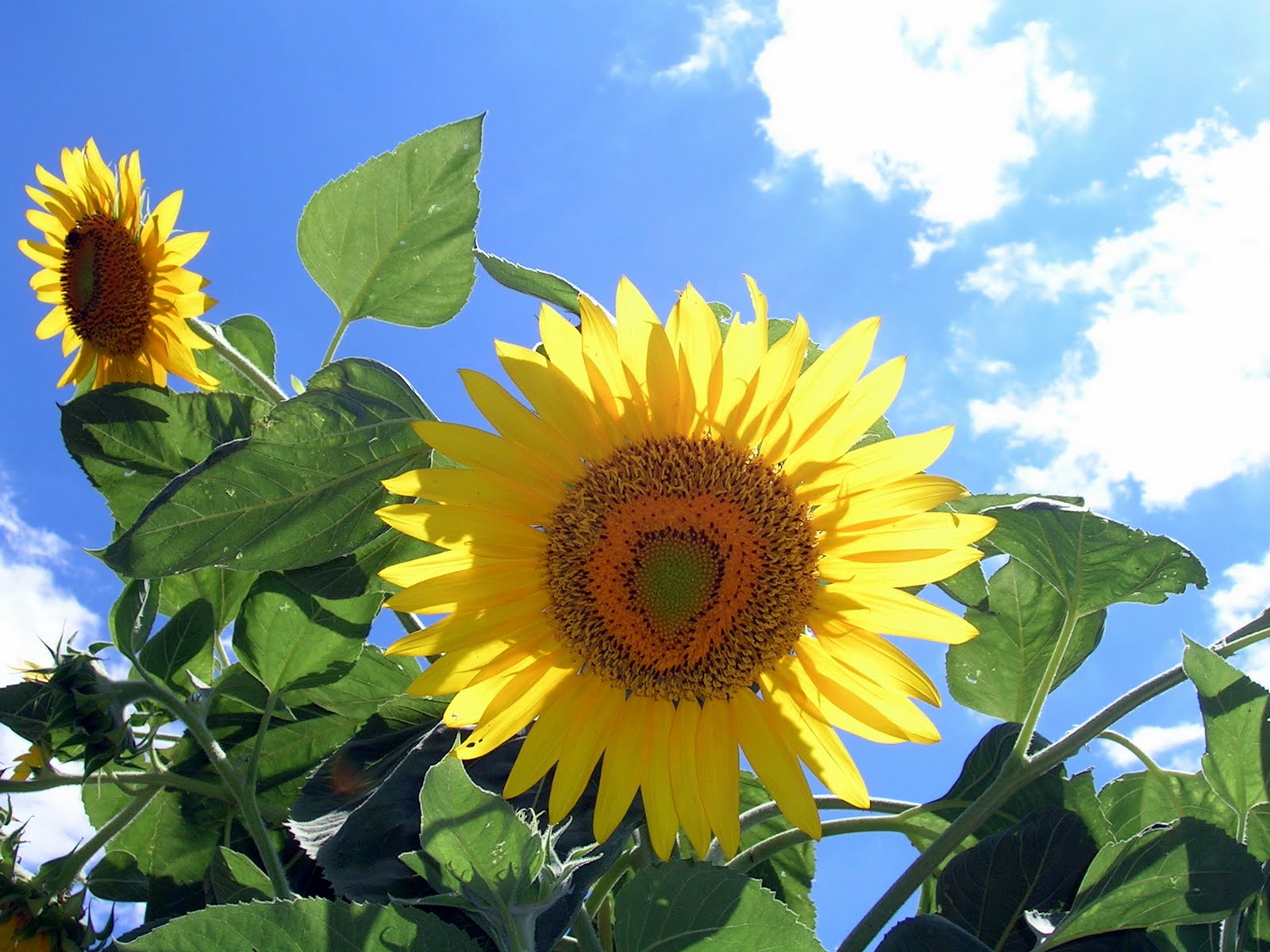 animalfriendly eating sunflower with multiple blooms