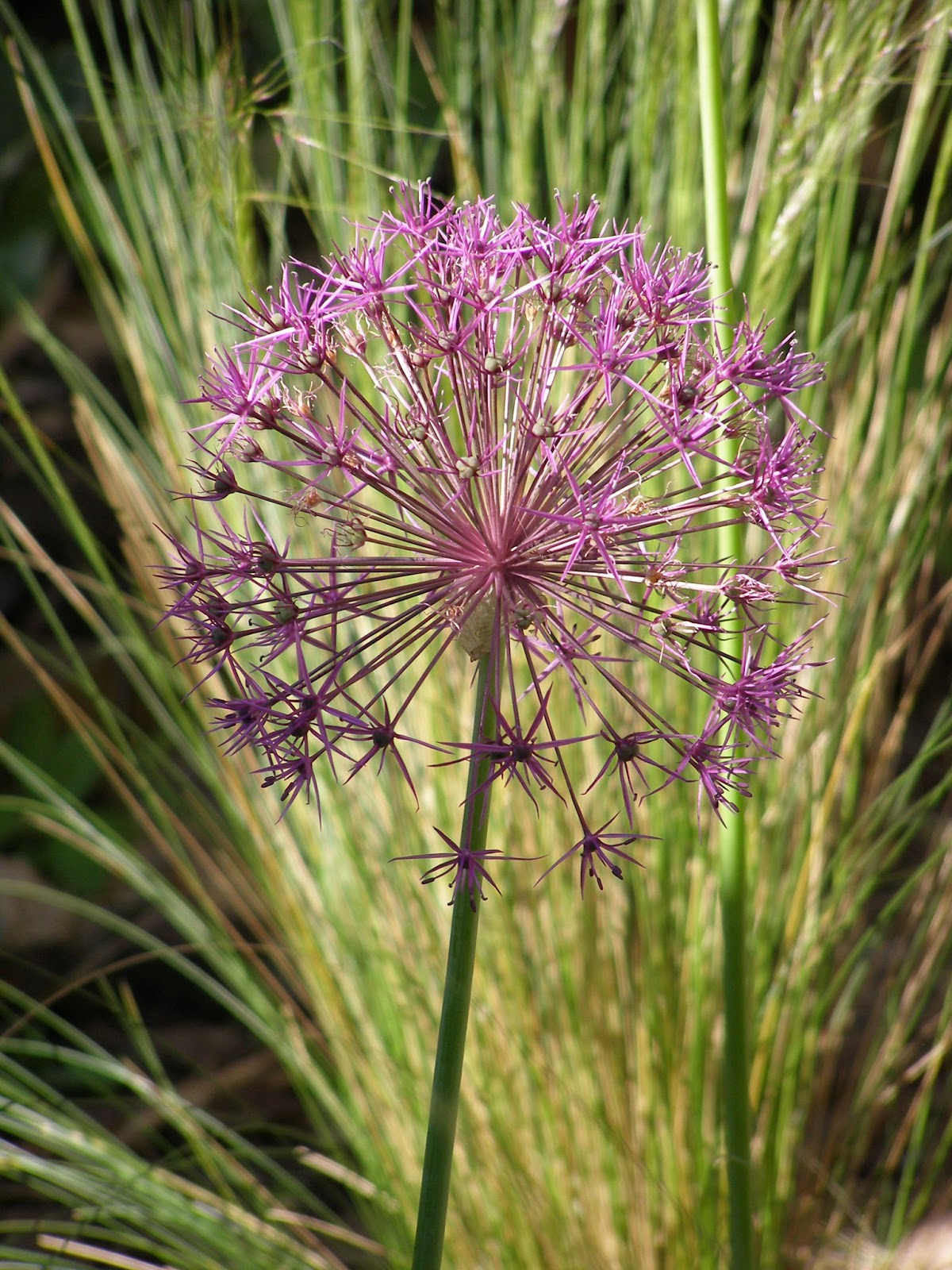 planting ornamental alliums unsuccessful planting design lab planting ornamental alliums unsuccessful planting design lab