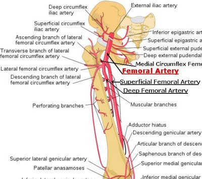 Science, Natural Phenomena & Medicine: Femoral Artery