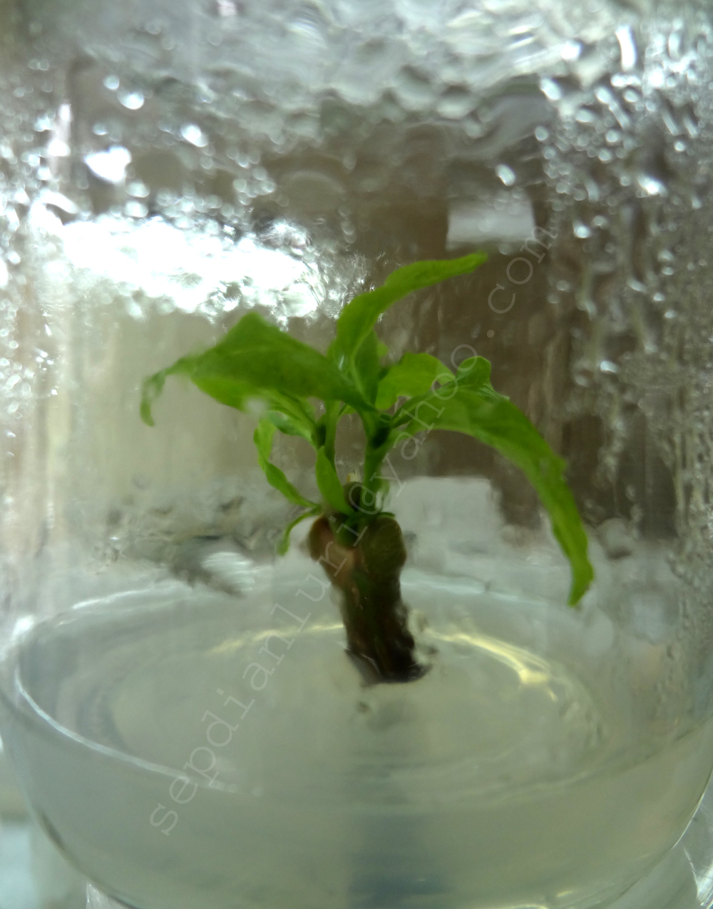 Kultur Jaringan Tanaman 02/11/13