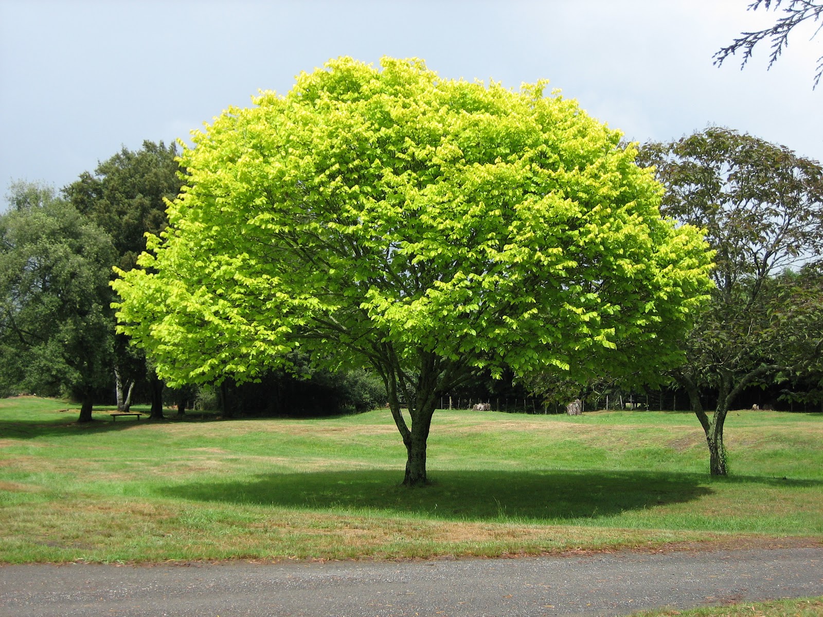 picture world beautiful tree picture in world picture world beautiful tree picture in world