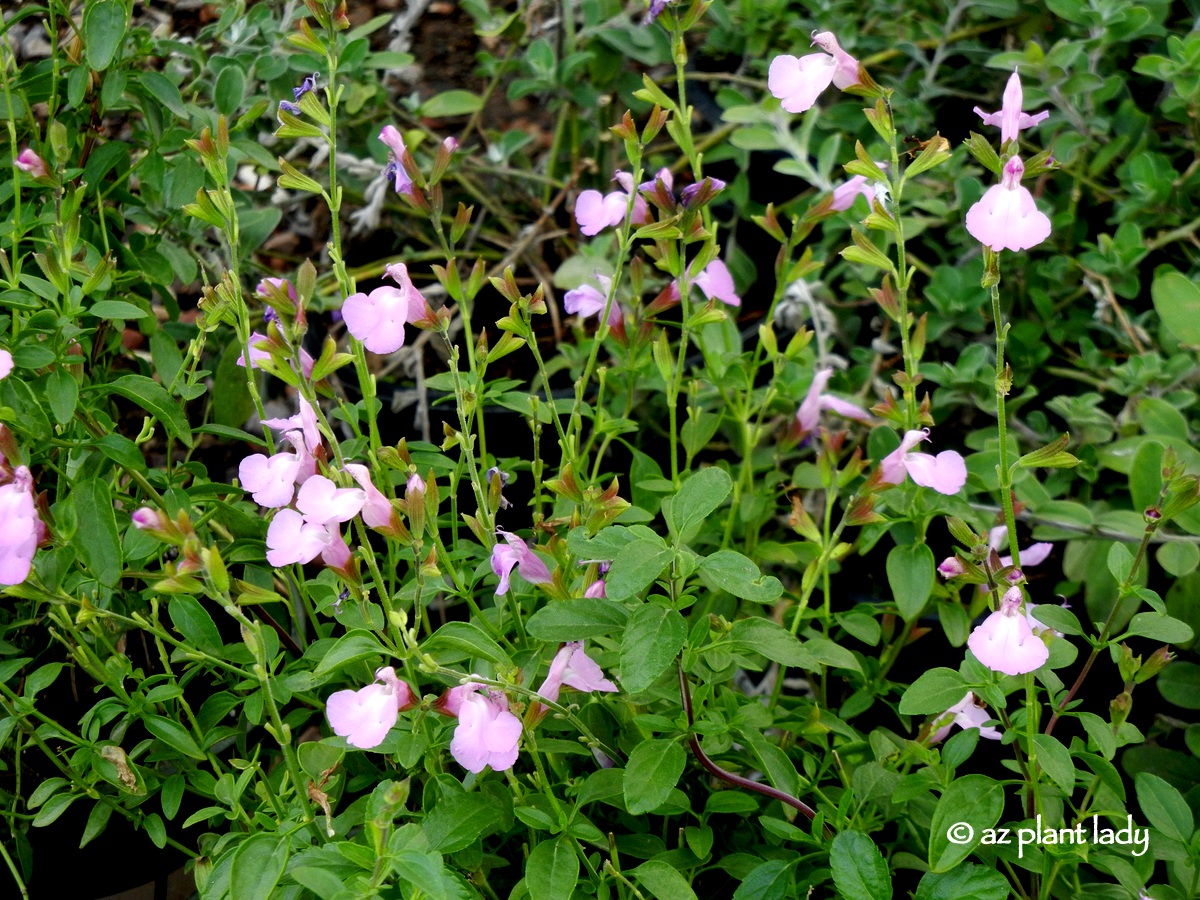 Flowering Almond Shrubs Are Prunus Triloba And Prunus Glandulosa