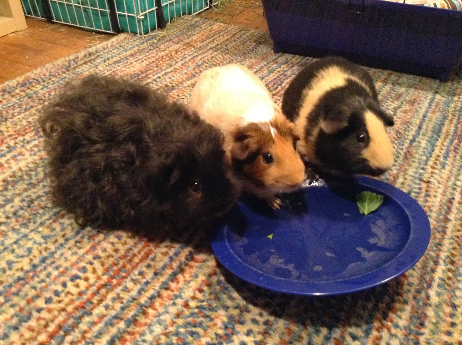 Cavy Savvy A Guinea Pig Blog Can Guinea Pigs Eat Stonehead Cabbage?