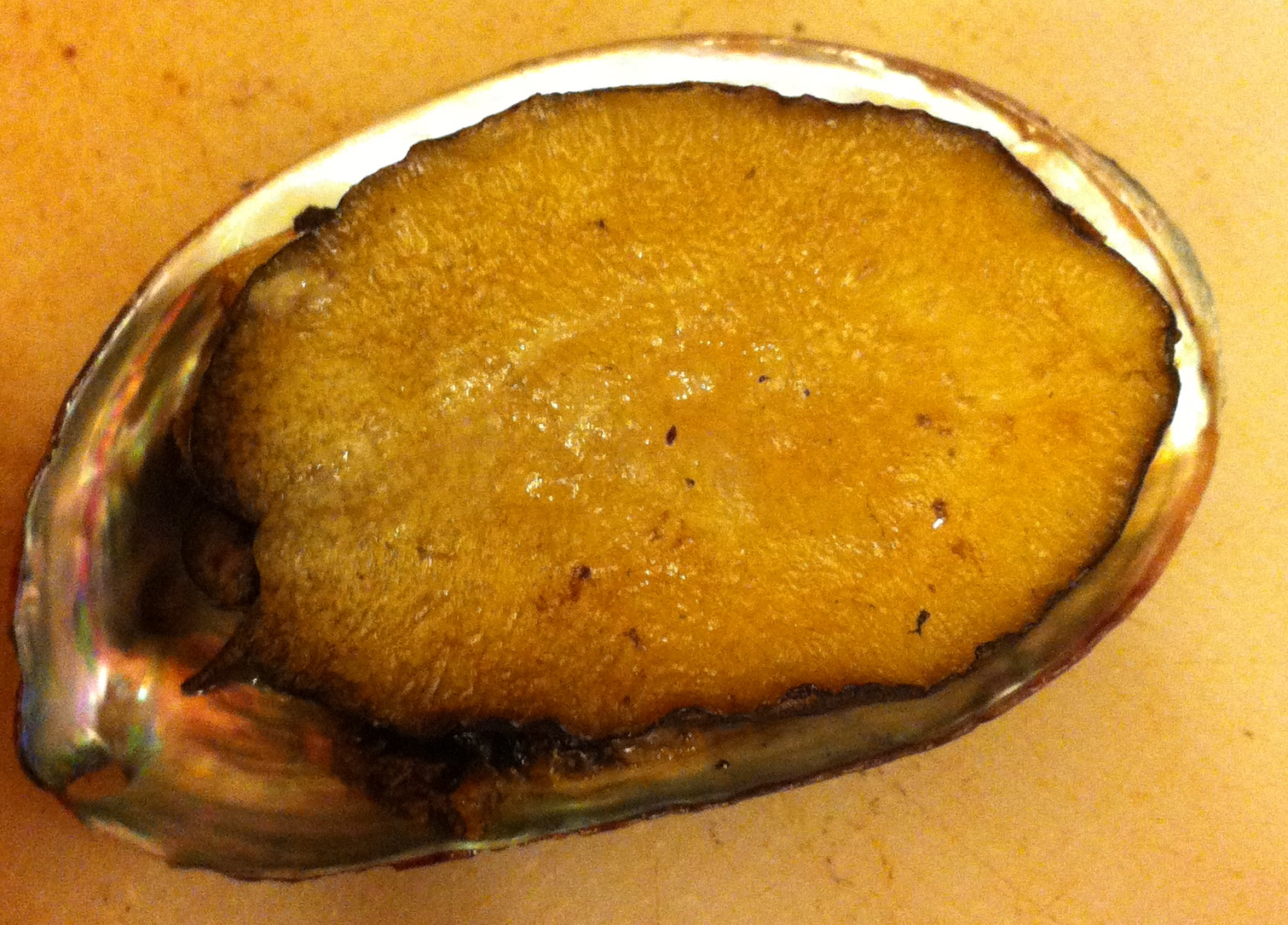 TASTE OF HAWAII BIG ISLAND ABALONE CORP ABALONE FROM COSTCO