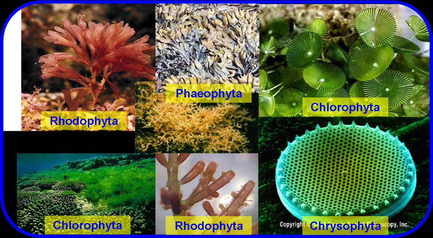 biologi46 CABANG CABANG ILMU BIOLOGI