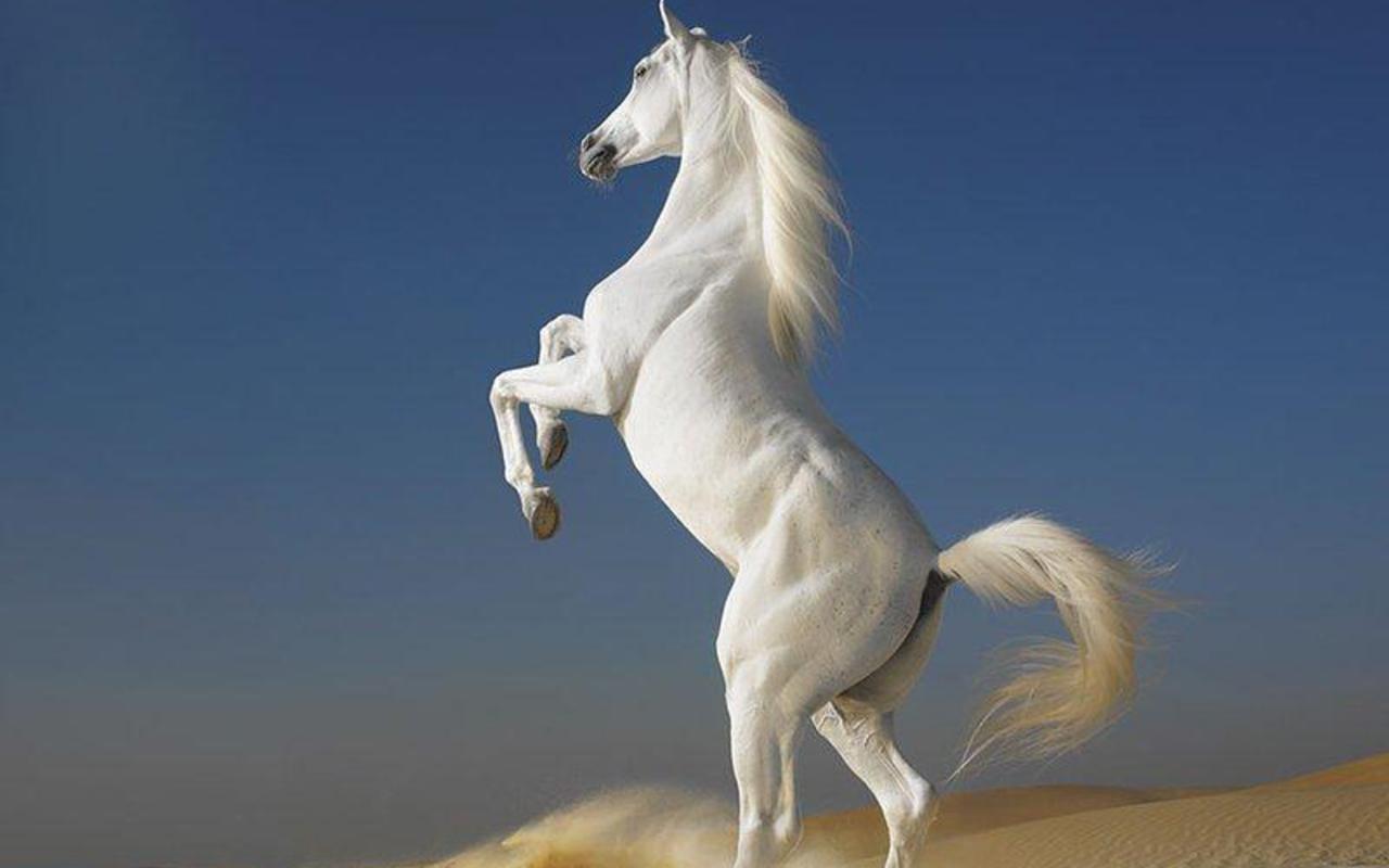 All Wallpapers: Beautiful Horse Hd Wallpapers 2013