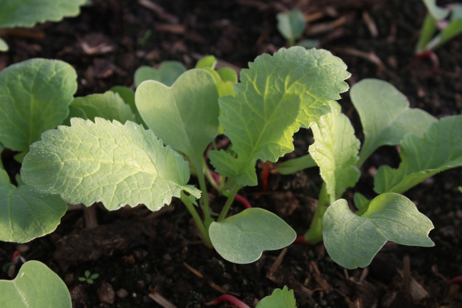 HOW TO GROW RADISH FROM SEED The Garden of Eaden