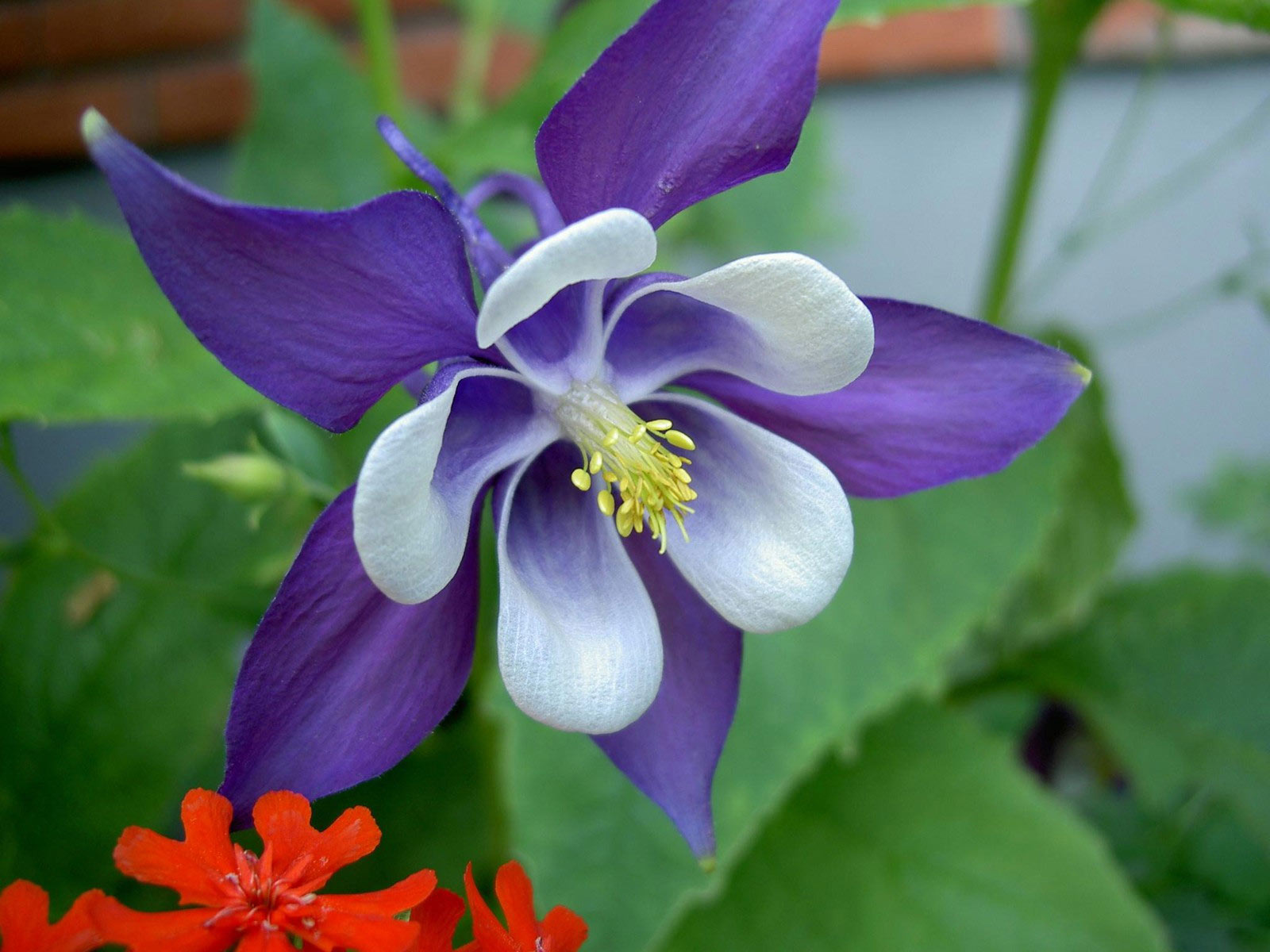 Những hình ảnh hoa lan đẹp nhất