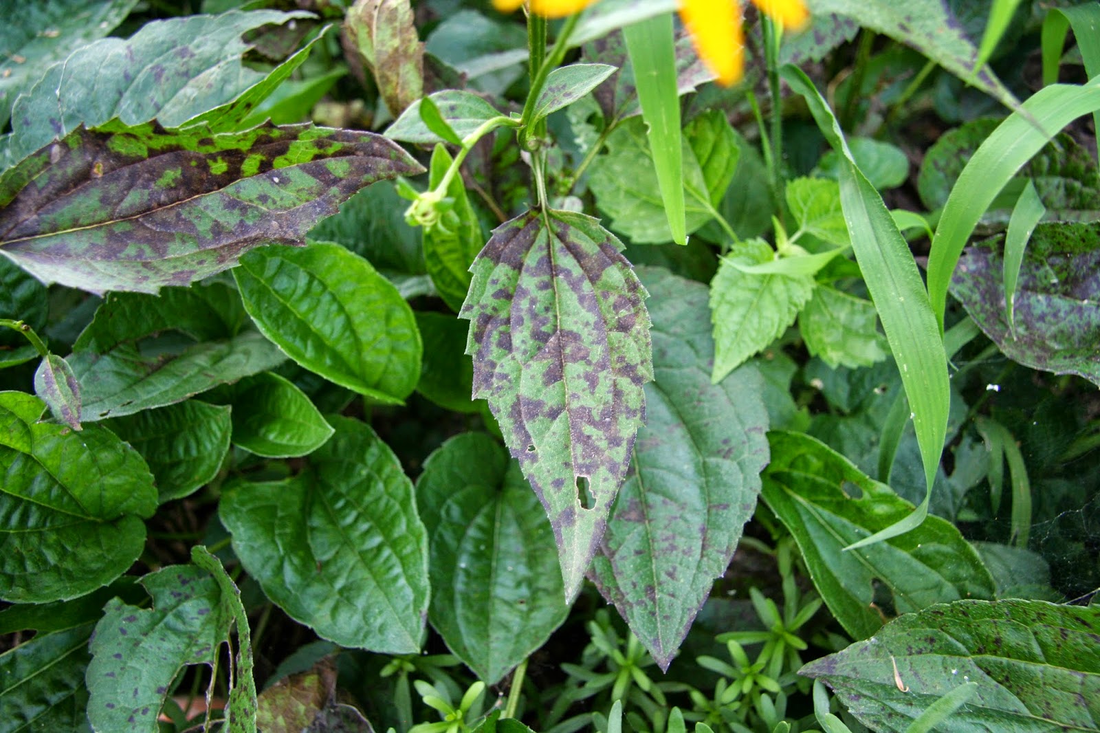 Daffodils & Daydreams Remember August? The Flower Garden in August