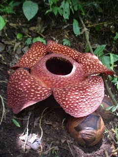 Rafflesia_sumatra.jpg