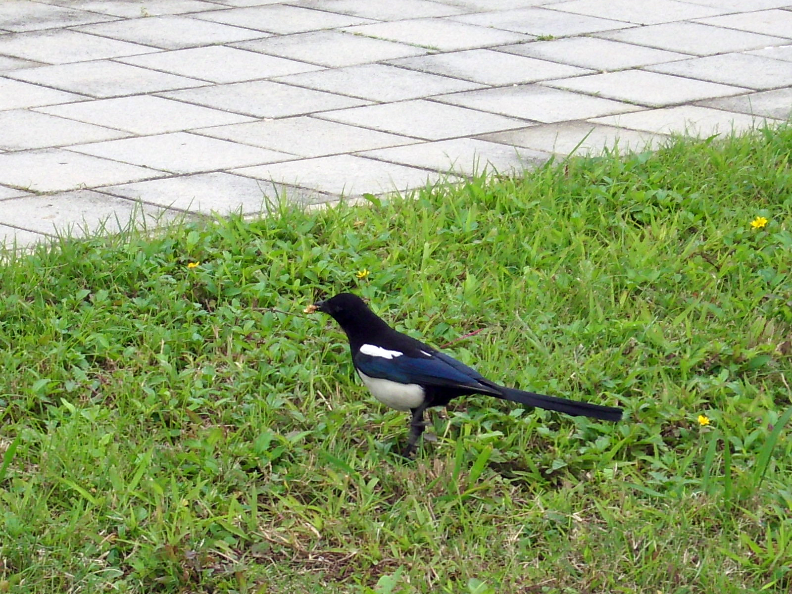 Common Magpie