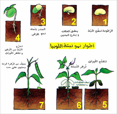 التكاثر بالبذور %25D8%25A7%25D9%2584%25D8%25AA%25D9%2583%25D8%25A7%25D8%25AB%25D8%25B1+%25D8%25A8%25D8%25A7%25D9%2584%25D8%25A8%25D8%25B0%25D9%2588%25D8%25B1+%25D9%2588%25D8%25A7%25D9%2584%25D8%25B8%25D8%25B1%25D9%2588%25D9%2581+%25D8%25A7%25D9%2584%25D9%2585%25D9%2584%25D8%25A7%25D8%25A6%25D9%2585%25D8%25A9+%25D9%2584%25D9%2584%25D8%25A5%25D9%2586%25D8%25A8%25D8%25A7%25D8%25AA3