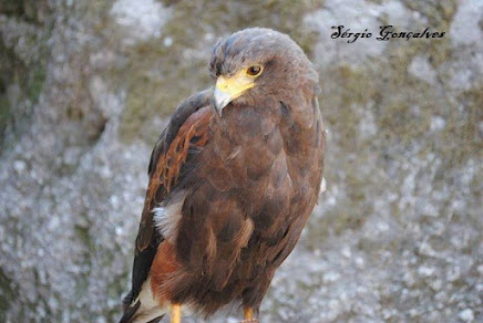 Águia-real - Aquila chrysaetos