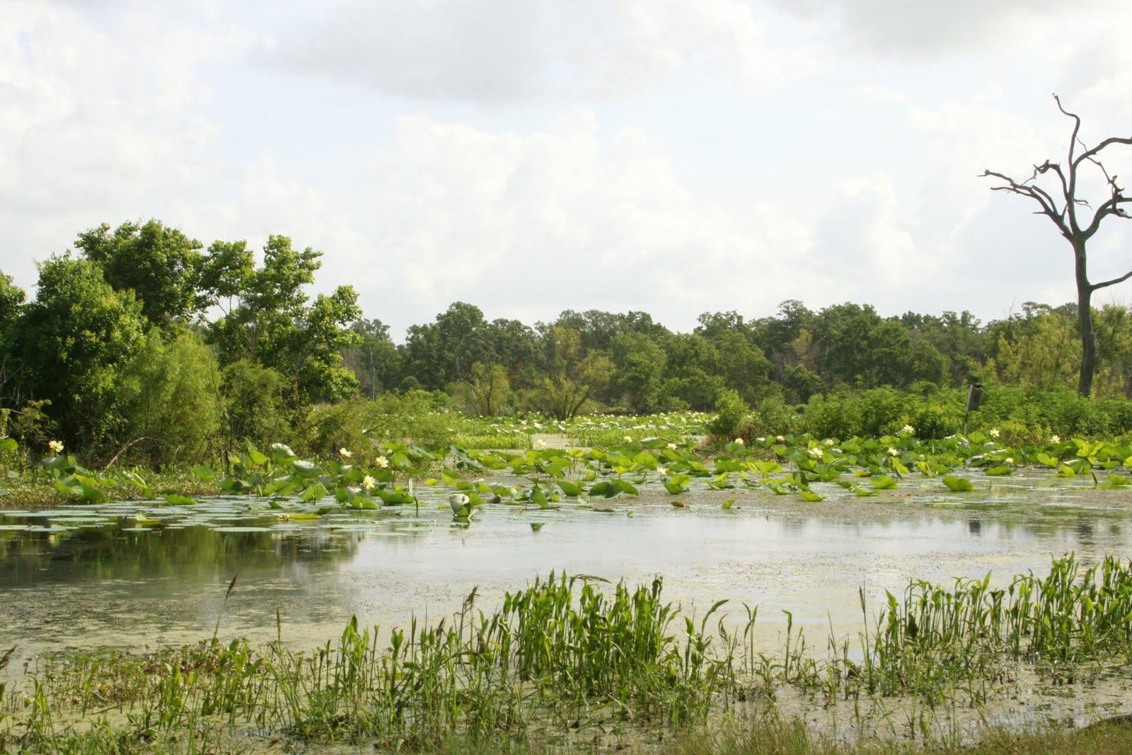 Scott Anderson Photography Texas Swamps