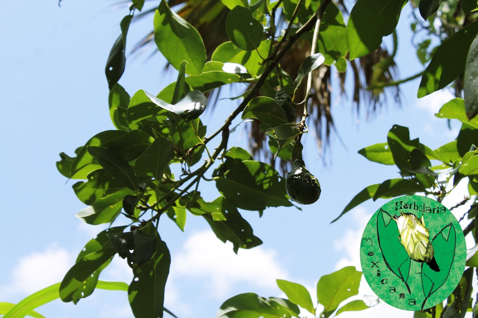 Plantas Medicinales AGUACATE (Persea americana)