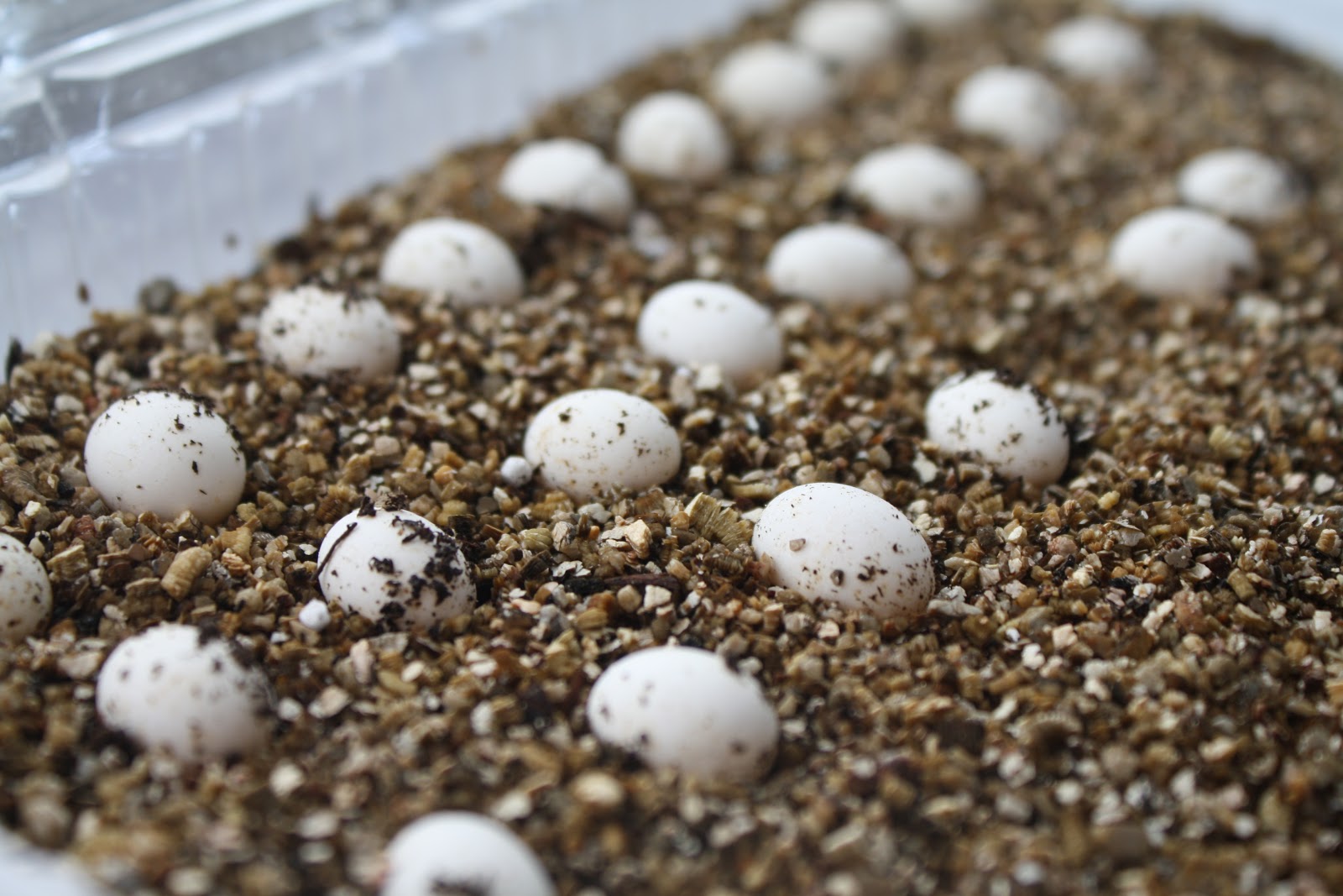 Panther Chameleon Breeding The Eggs Much Ado About Chameleons