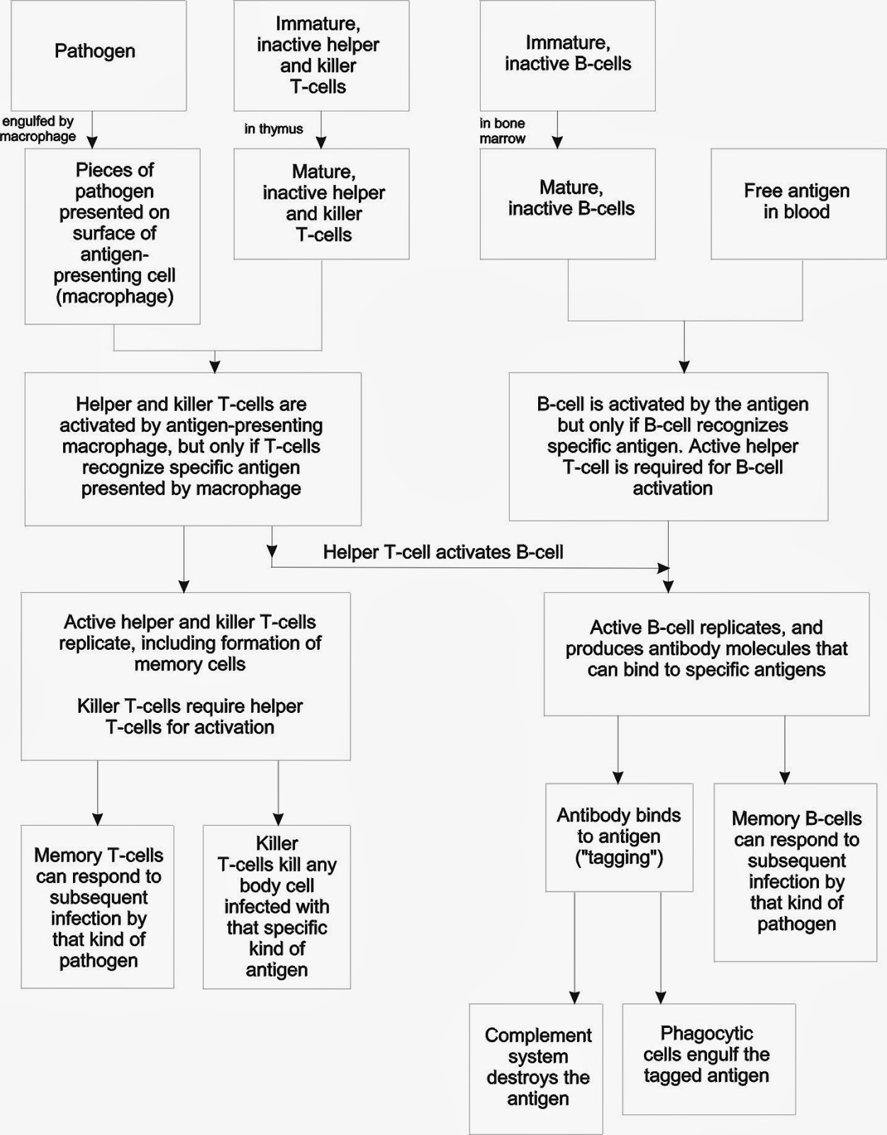 Linfei's Bio Blog Immune System Quiz