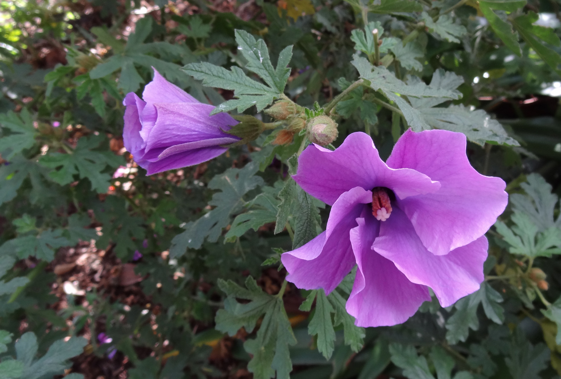 Leonotis Leonurus Wikipedia