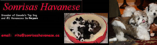 Sonrisas Havanese Puppies- rita@sonrisashavanese.ca