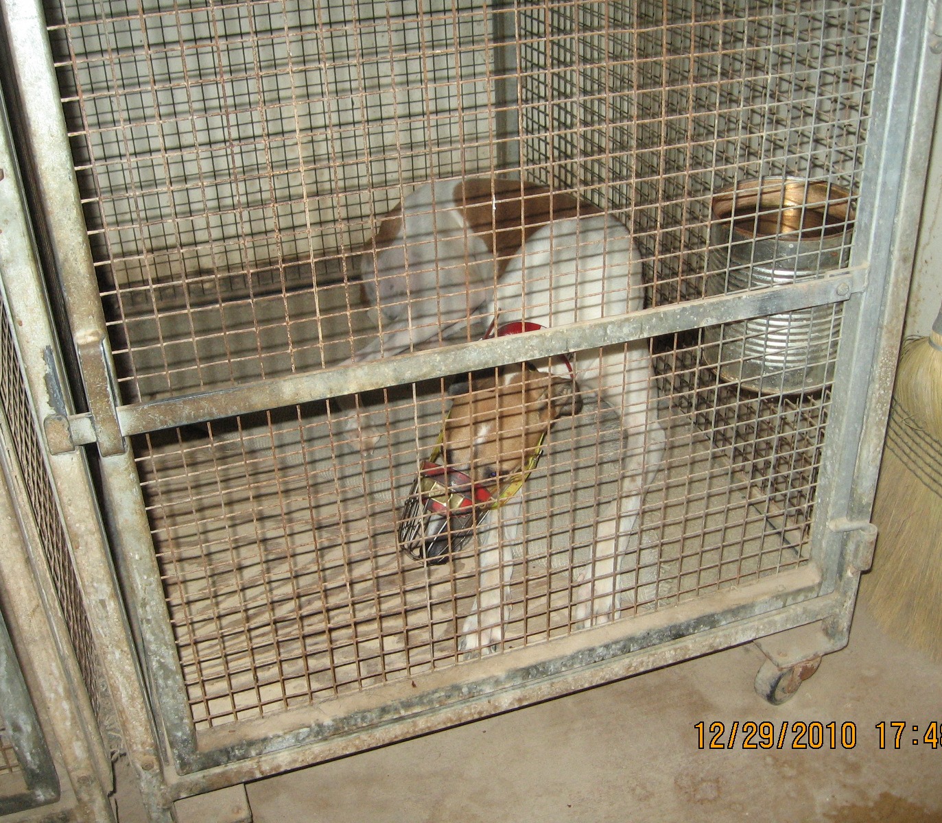 Saving Greys, by GREY2K USA Worldwide Suspended Greyhound Trainer Has Troubled History