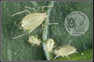 حشرة المَنّ Aphid الوصف المورفولوجي العام ودورة الحياة والمكافحة حوريات المن بعد ولادتهم