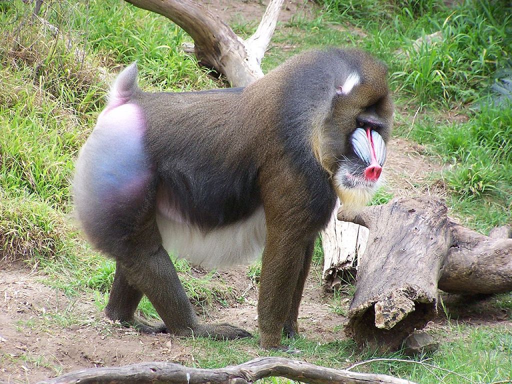 mandrill baboon facts
