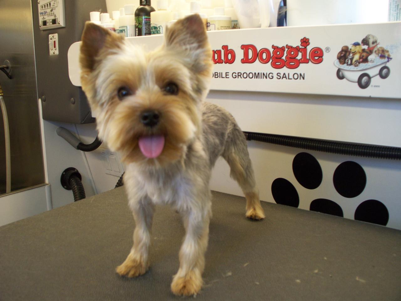 Shear Perfection Yorkshire Terriers little dogs, big personalities
