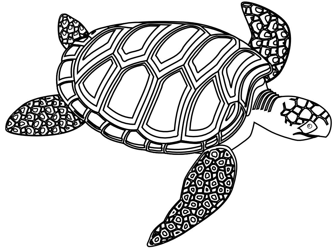 Dibujo De Tortugas Para Colorear Az Dibujos Para Colorear