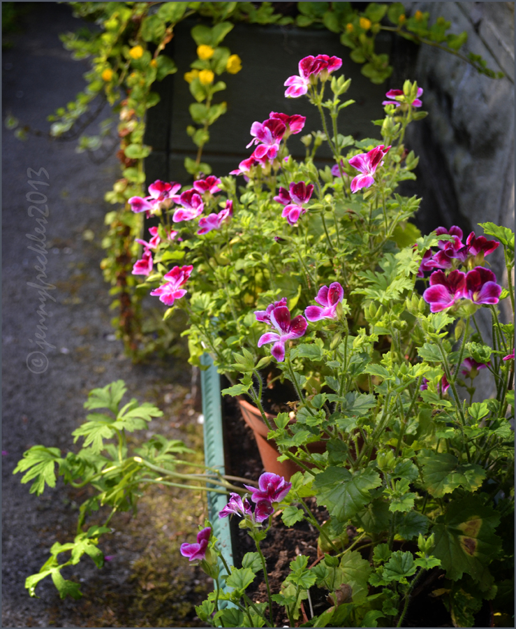 Saltaire Daily Photo Open Gardens 3 Specimen plants