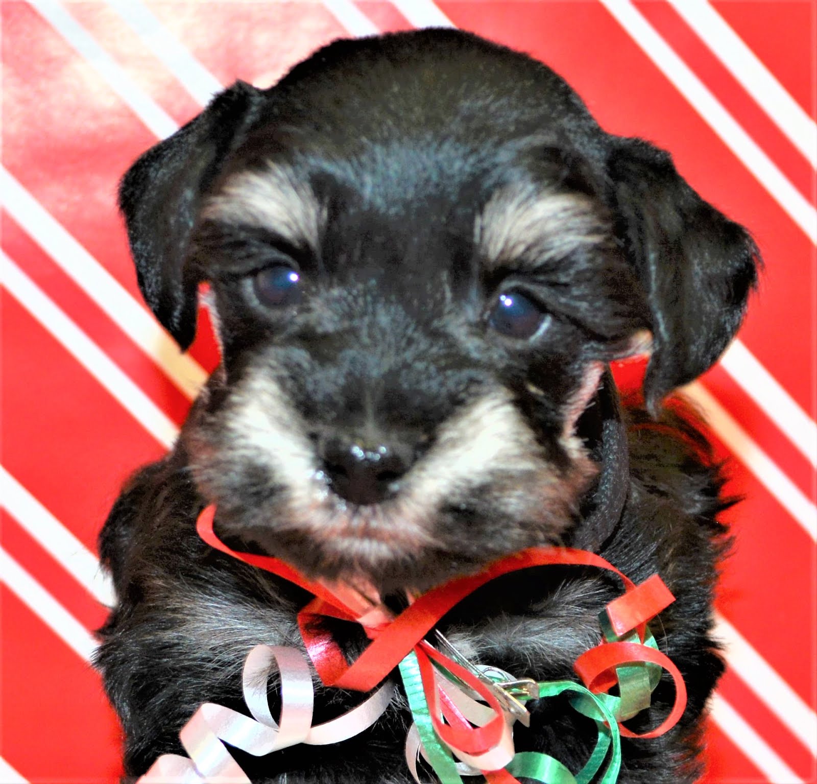 Male Christmas Puppy