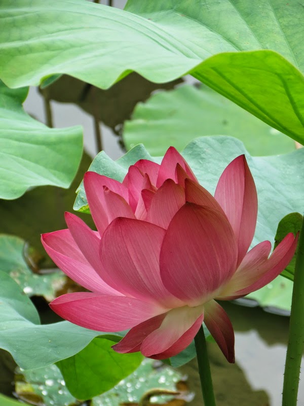 卡里古拉拱門 荷花與睡蓮