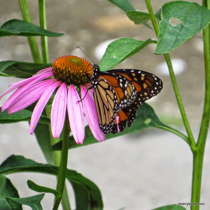 Simply Living Echinacea flowers attracts monarch butterfly