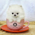 Cute Puppy In A Glass
