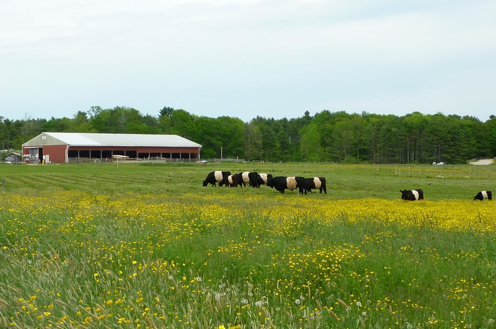 Daily Pics photographs by CarenMarie Michel Wolfe's Neck Farm