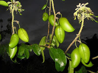 griffonia simplicifolia