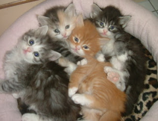 gambar anak kucing, kitten,persia medium