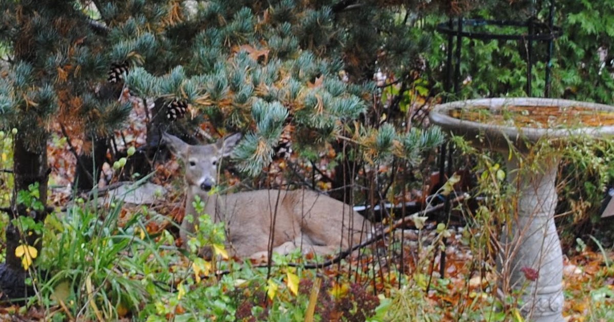 Nodding Onion Gardens Deer Resistant Native Plants