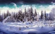 Forest N Snow