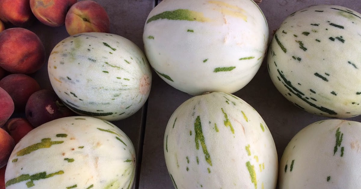 Edible Skinny The Strong and Tasty Gaya Melon