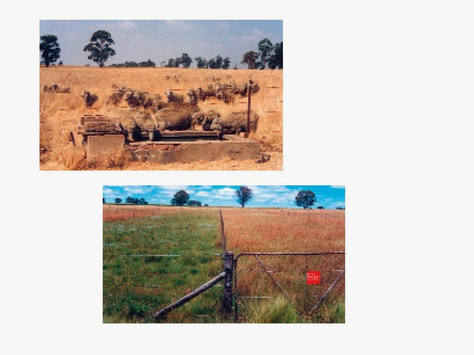 Winter Grazing Sweetveld and Sourveld Amass Farming Tips & Info