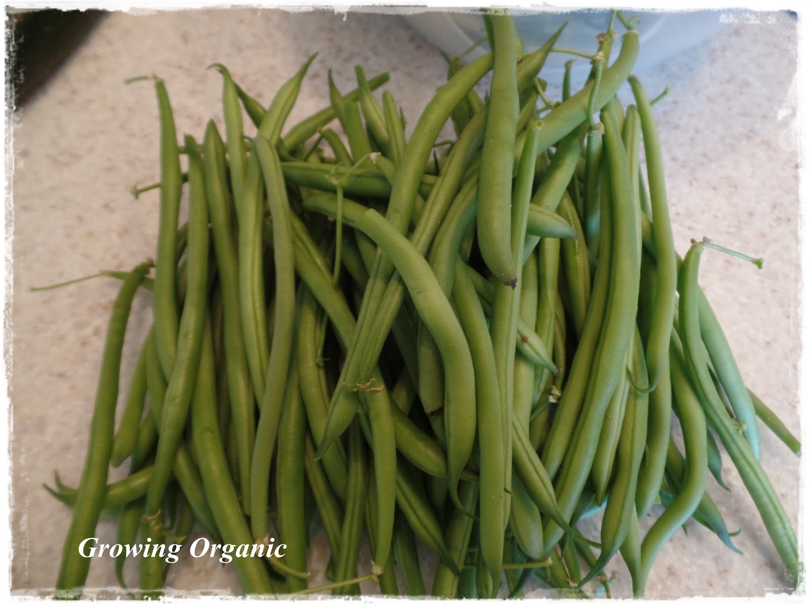 Growing Organic Green Beans Cooked to Perfection