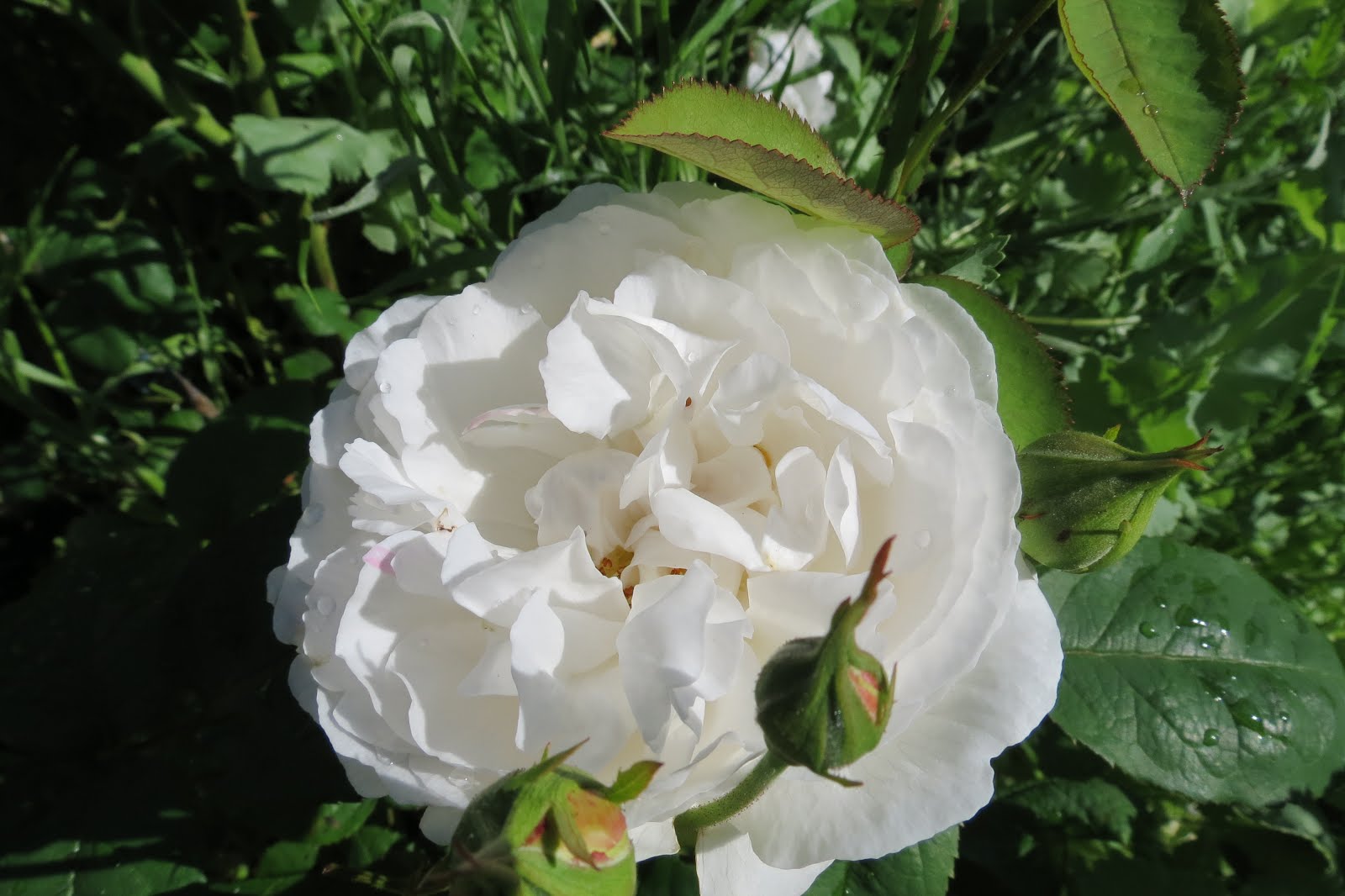 Rosa Winchester Cathedral