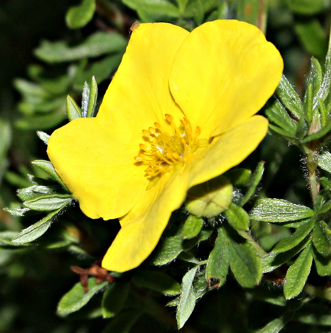 SANDRA'S ALASKA PHOTOGRAPHY July 23, 2012 Plants and Flowers in