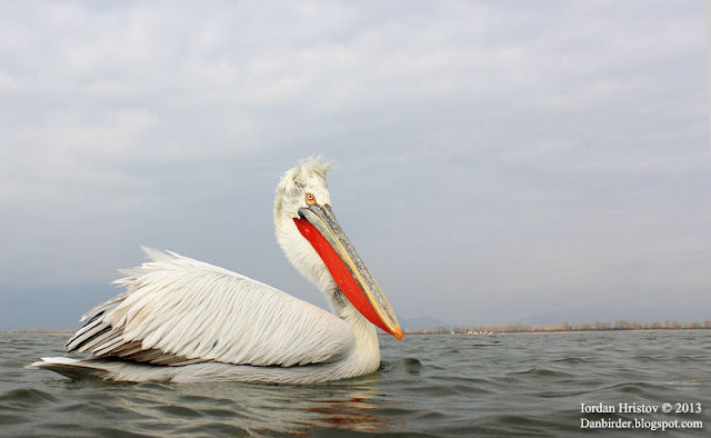 Dalmatian Pelican photography