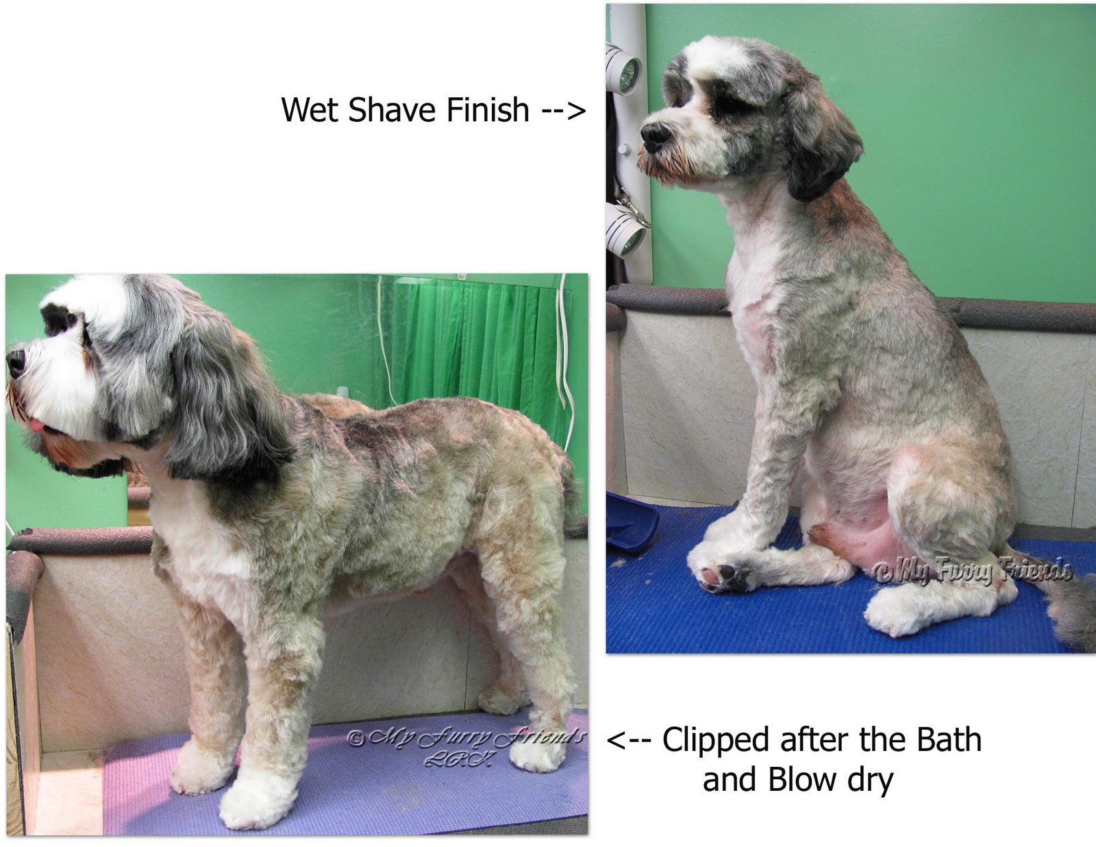 Pet Grooming The Good The Bad The Furry Wet Shaving Vs Dry Clipping Pet Grooming The Good The Bad The Furry Wet Shaving Vs Dry Clipping