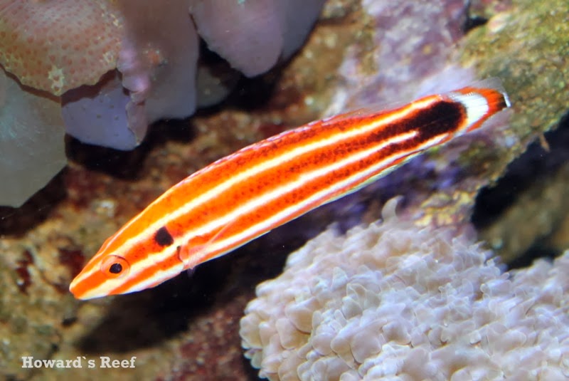 Howard`s Reef Bodianus sepiacaudus Candy Cane Hog