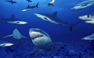 beautiful Ocean shark images