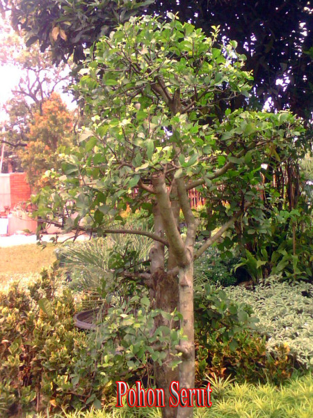 Pohon Bonsai Serut Jual Tanaman Hias