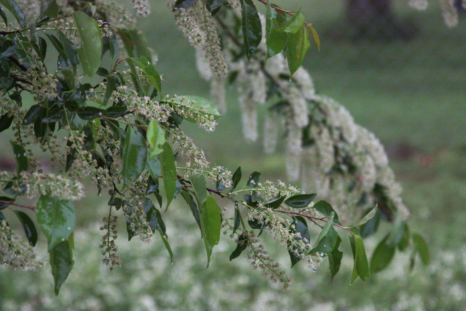 Wild Black Cherry tree is Prunus serotina